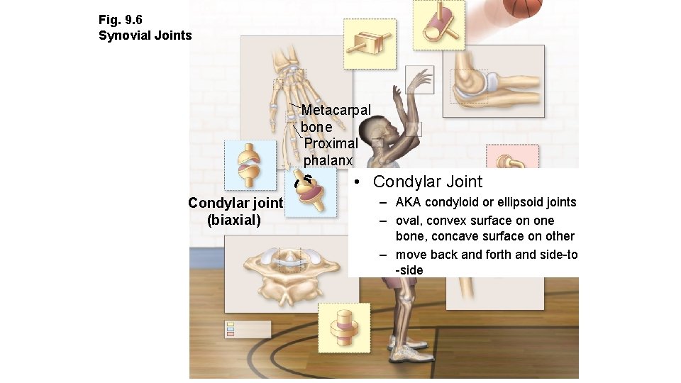 Fig. 9. 6 Synovial Joints Metacarpal bone Proximal phalanx • Condylar Joint Condylar joint