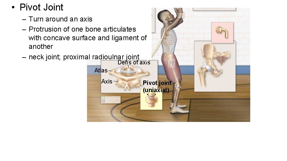  • Pivot Joint – Turn around an axis – Protrusion of one bone