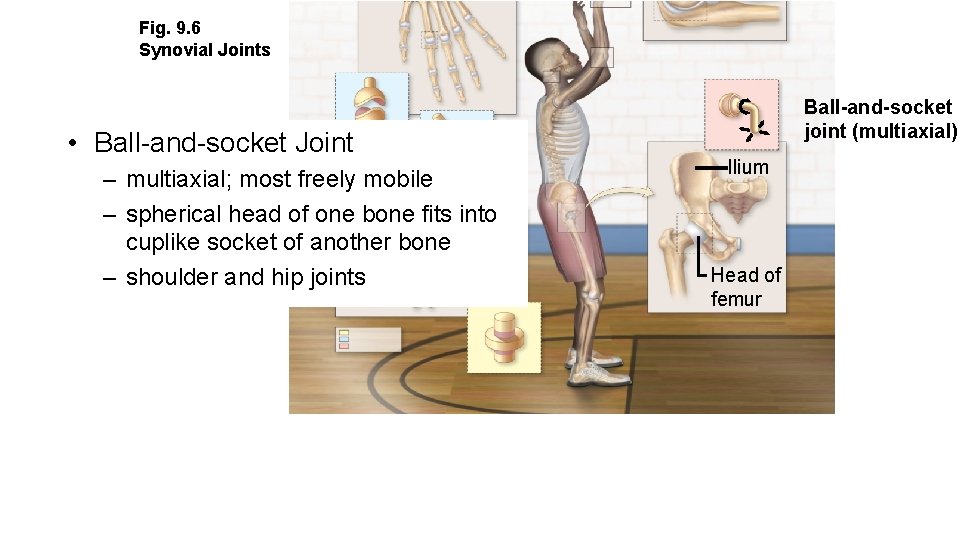 Fig. 9. 6 Synovial Joints • Ball-and-socket Joint – multiaxial; most freely mobile –