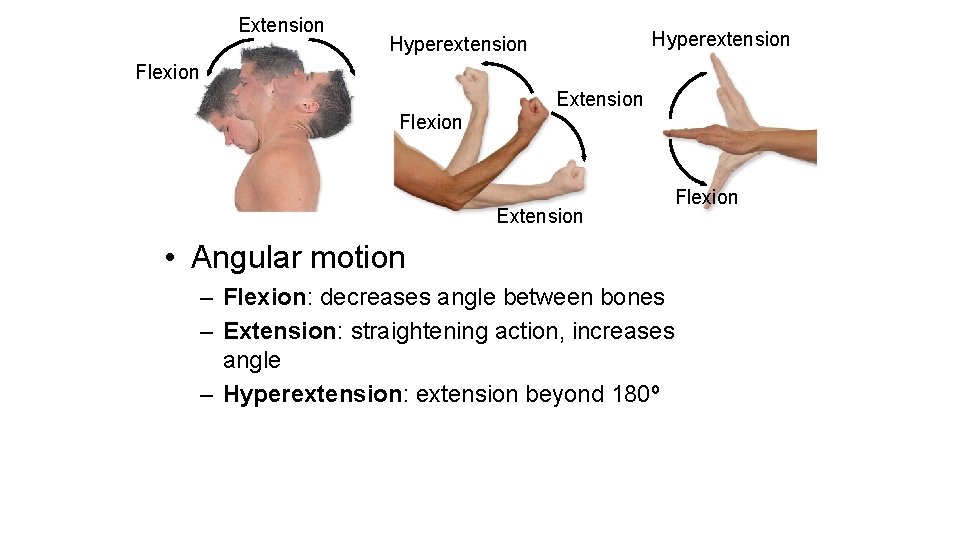 Extension Hyperextension Flexion Extension Flexion • Angular motion – Flexion: decreases angle between bones