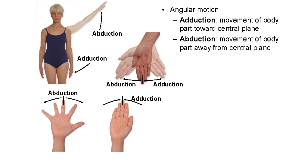  • Angular motion – Adduction: movement of body part toward central plane –