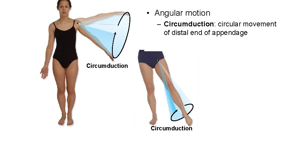  • Angular motion – Circumduction: circular movement of distal end of appendage Circumduction