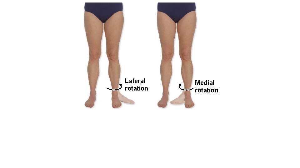 Lateral rotation Medial rotation 