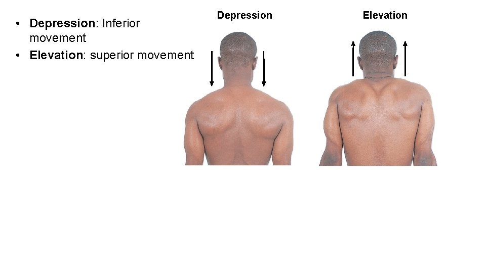  • Depression: Inferior movement • Elevation: superior movement Depression Elevation 