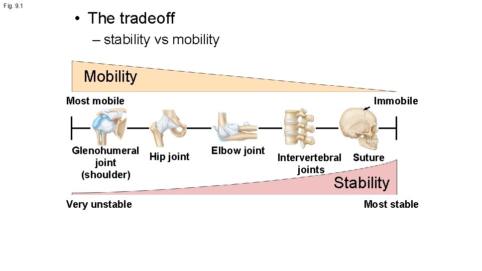 Fig. 9. 1 • The tradeoff – stability vs mobility Most mobile Glenohumeral Hip