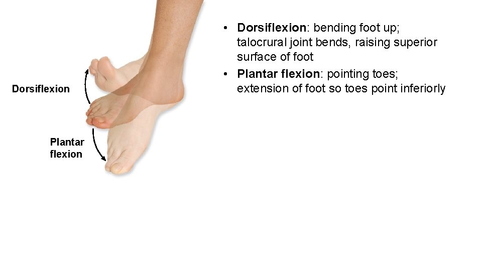 Dorsiflexion Plantar flexion • Dorsiflexion: bending foot up; talocrural joint bends, raising superior surface