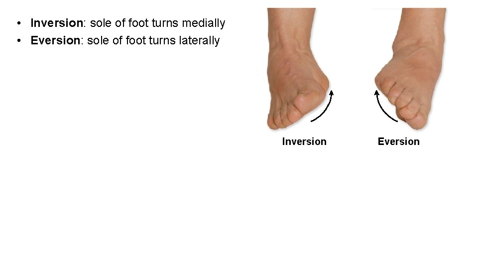  • Inversion: sole of foot turns medially • Eversion: sole of foot turns