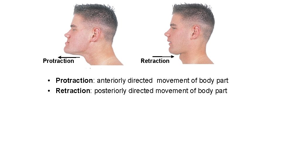 Protraction Retraction • Protraction: anteriorly directed movement of body part • Retraction: posteriorly directed