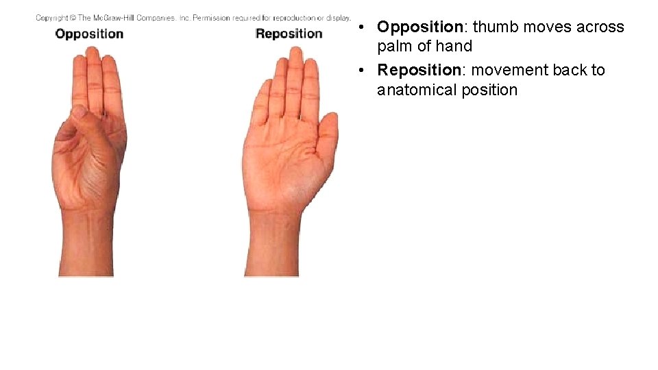  • Opposition: thumb moves across palm of hand • Reposition: movement back to