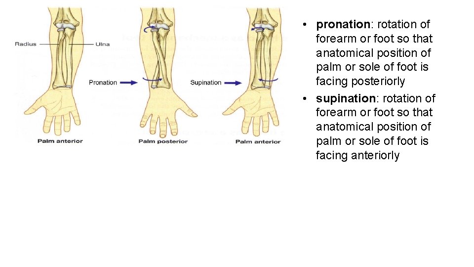  • pronation: rotation of forearm or foot so that anatomical position of palm