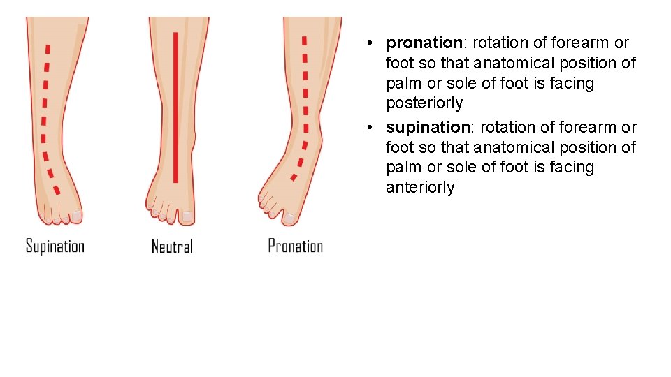  • pronation: rotation of forearm or foot so that anatomical position of palm