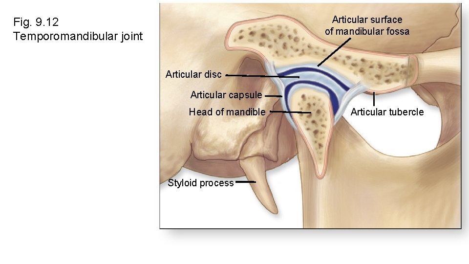 Articular surface of mandibular fossa Fig. 9. 12 Temporomandibular joint Articular disc Articular capsule