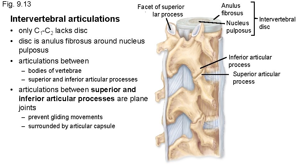 Fig. 9. 13 Intervertebral articulations Facet of superior articular process • only C 1