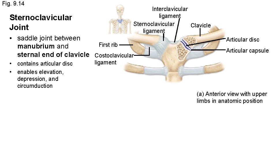 Fig. 9. 14 Interclavicular ligament Sternoclavicular Clavicle ligament Sternoclavicular Joint • saddle joint between