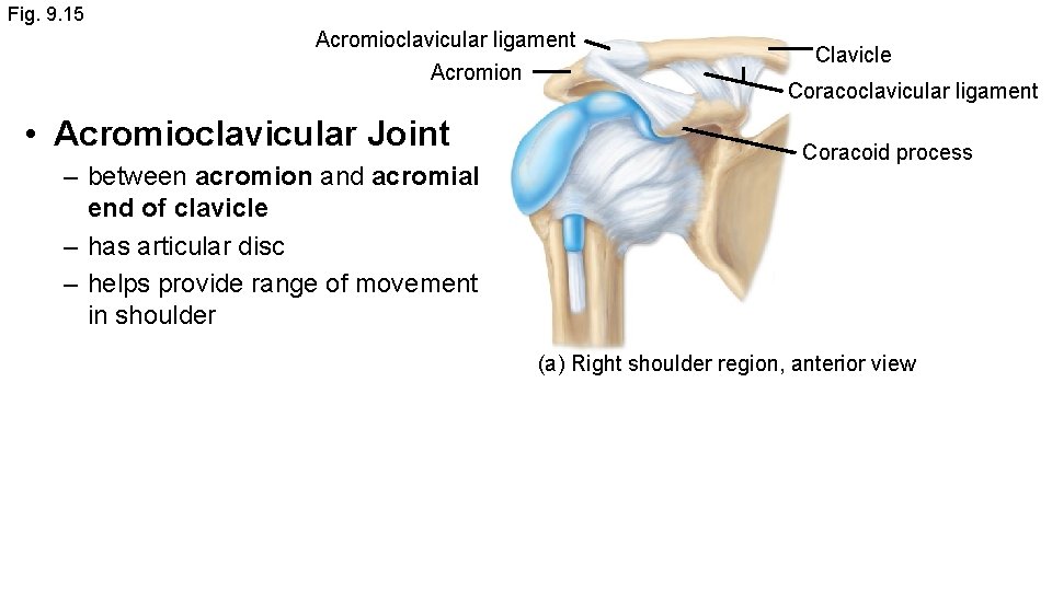 Fig. 9. 15 Acromioclavicular ligament Acromion • Acromioclavicular Joint – between acromion and acromial