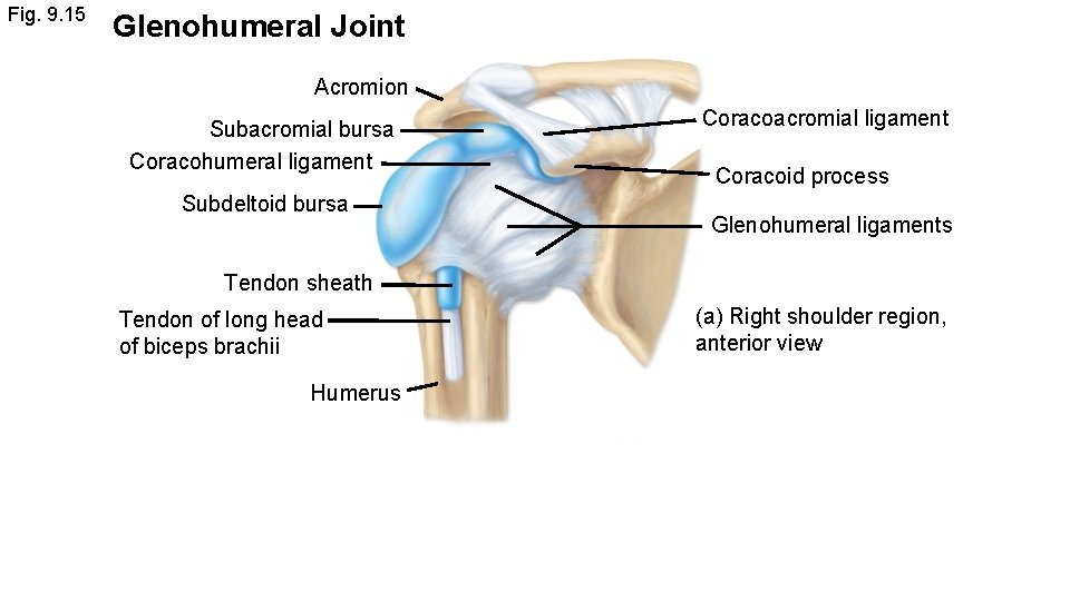 Fig. 9. 15 Glenohumeral Joint Acromion Subacromial bursa Coracohumeral ligament Subdeltoid bursa Coracoacromial ligament