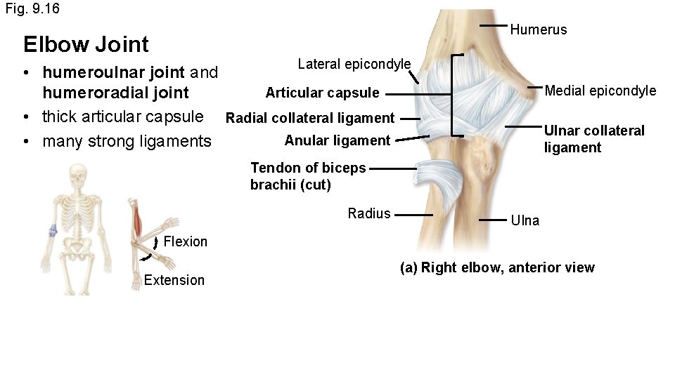 Fig. 9. 16 Humerus Elbow Joint Lateral epicondyle • humeroulnar joint and Articular capsule