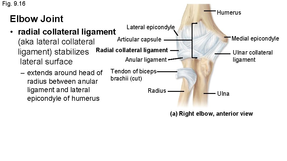 Fig. 9. 16 Elbow Joint Humerus Lateral epicondyle • radial collateral ligament Articular capsule