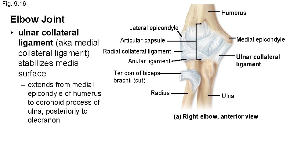 Fig. 9. 16 Elbow Joint Humerus Lateral epicondyle • ulnar collateral Articular capsule ligament