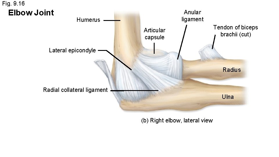 Fig. 9. 16 Elbow Joint Anular ligament Humerus Articular capsule Tendon of biceps brachii