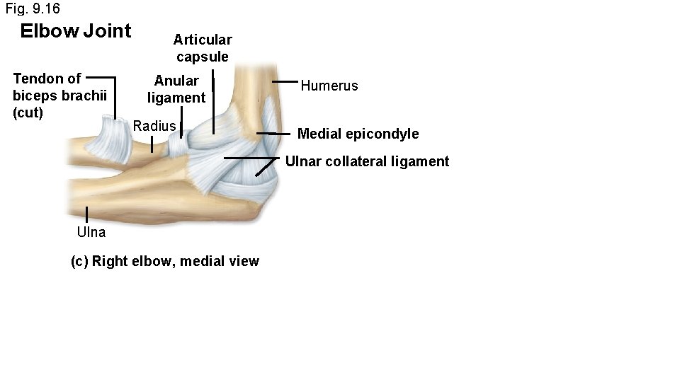 Fig. 9. 16 Elbow Joint Tendon of biceps brachii (cut) Articular capsule Anular ligament