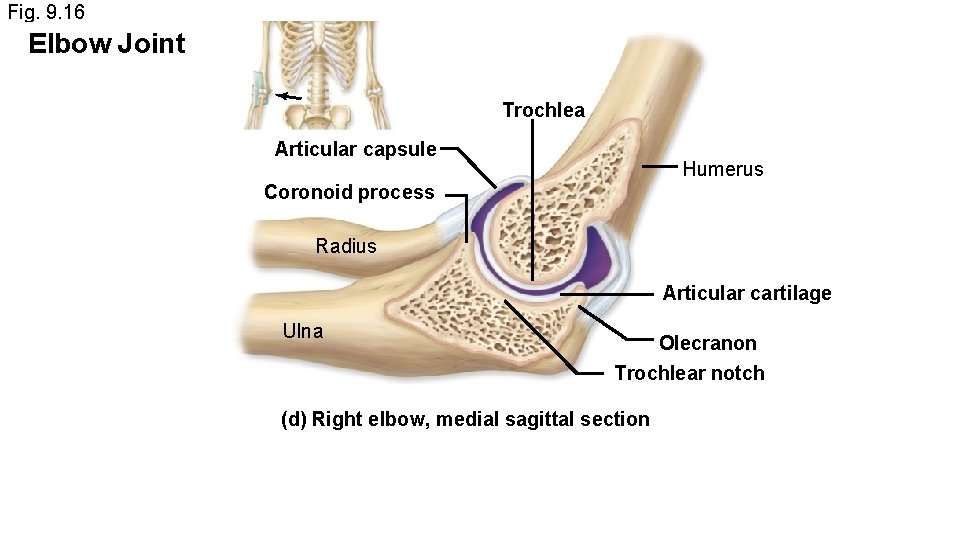 Fig. 9. 16 Elbow Joint Trochlea Articular capsule Humerus Coronoid process Radius Articular cartilage