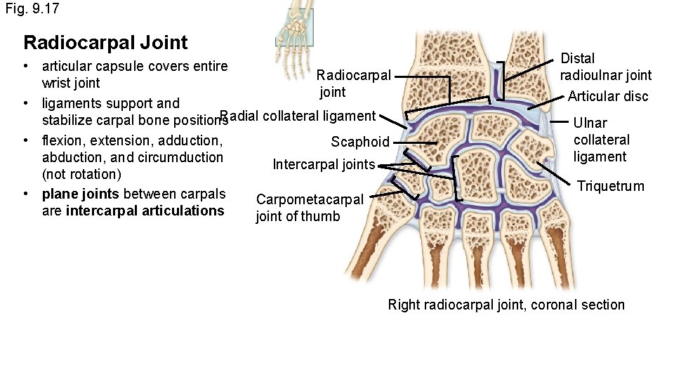 Fig. 9. 17 Radiocarpal Joint • articular capsule covers entire Radiocarpal wrist joint •