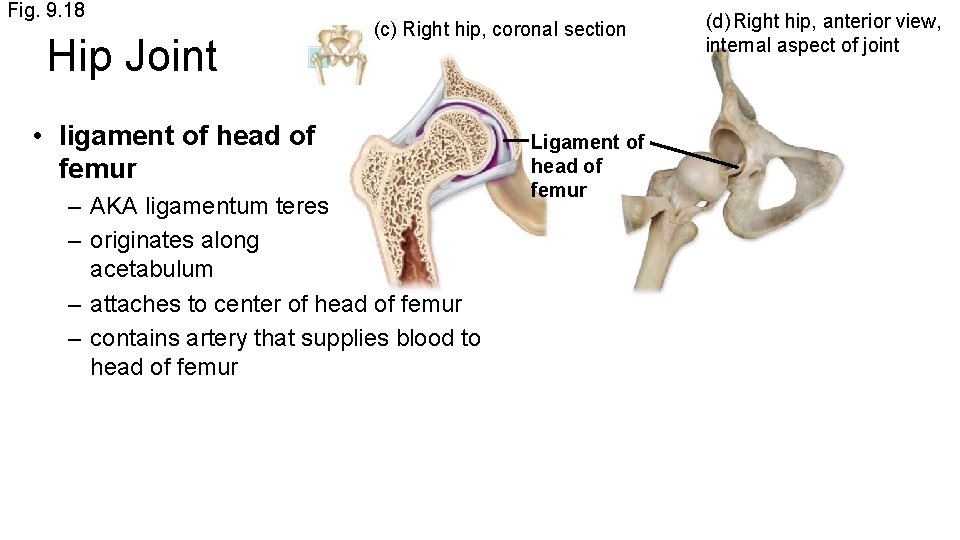 Fig. 9. 18 Hip Joint (c) Right hip, coronal section • ligament of head
