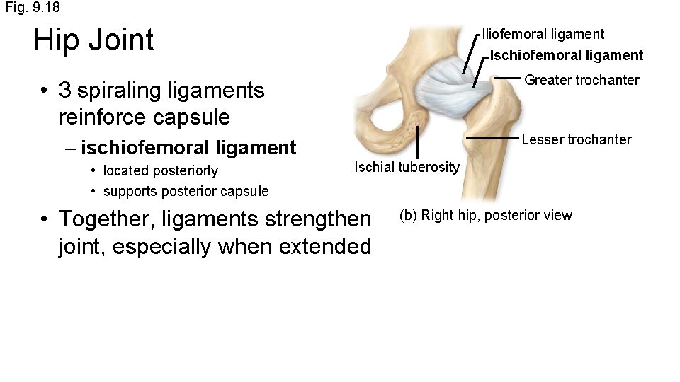 Fig. 9. 18 Hip Joint Iliofemoral ligament Ischiofemoral ligament Greater trochanter • 3 spiraling