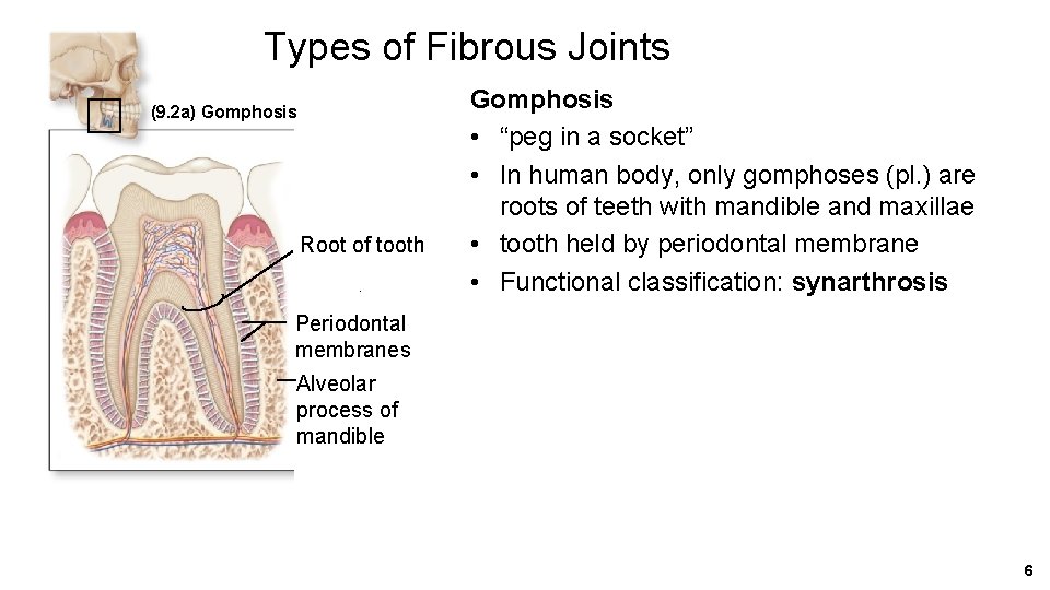 Types of Fibrous Joints (9. 2 a) Gomphosis Root of tooth Gomphosis • “peg