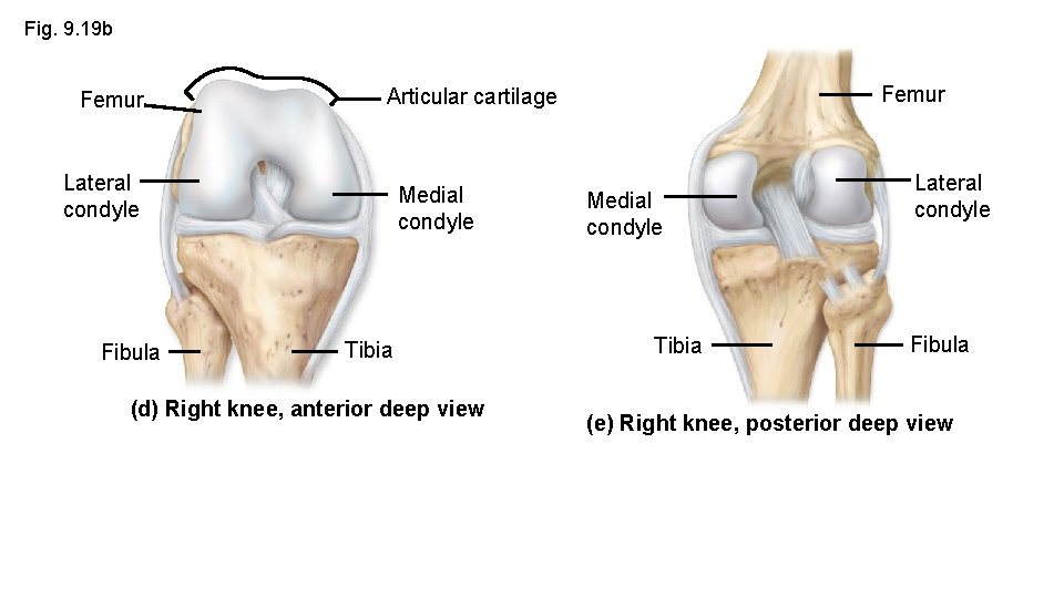 Fig. 9. 19 b Femur Lateral condyle Fibula Femur Articular cartilage Medial condyle Tibia