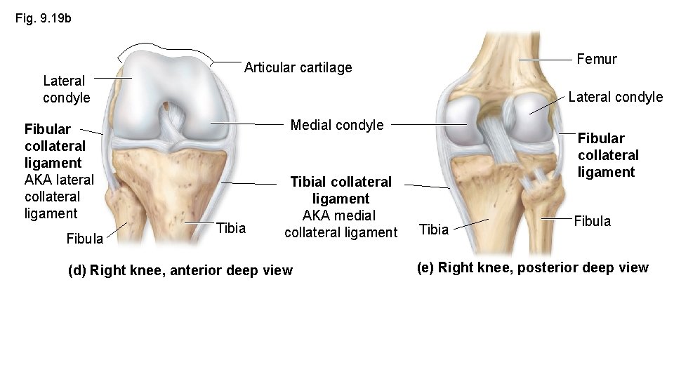 Fig. 9. 19 b Lateral condyle Fibular collateral ligament AKA lateral collateral ligament Fibula