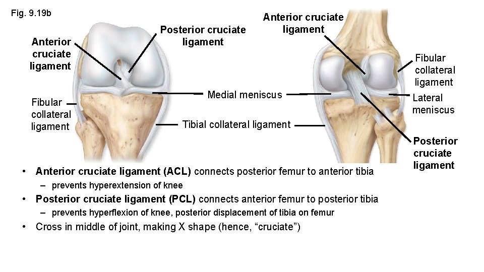 Fig. 9. 19 b Anterior cruciate ligament Fibular collateral ligament Posterior cruciate ligament Anterior