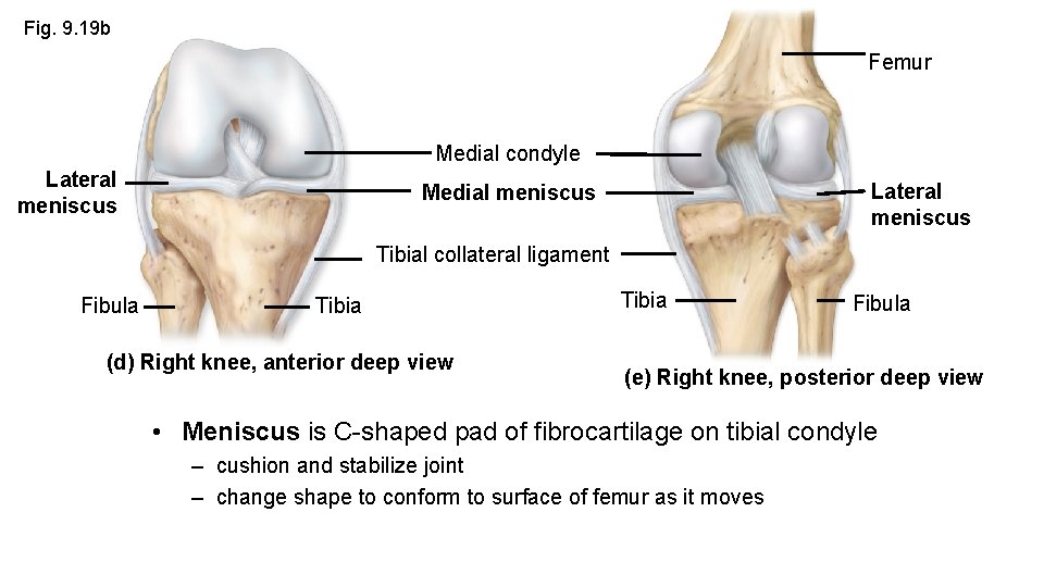 Fig. 9. 19 b Femur Medial condyle Lateral meniscus Medial meniscus Tibial collateral ligament