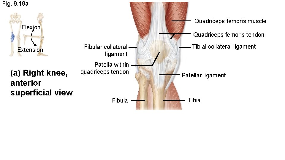 Fig. 9. 19 a Quadriceps femoris muscle Flexion Quadriceps femoris tendon Extension (a) Right