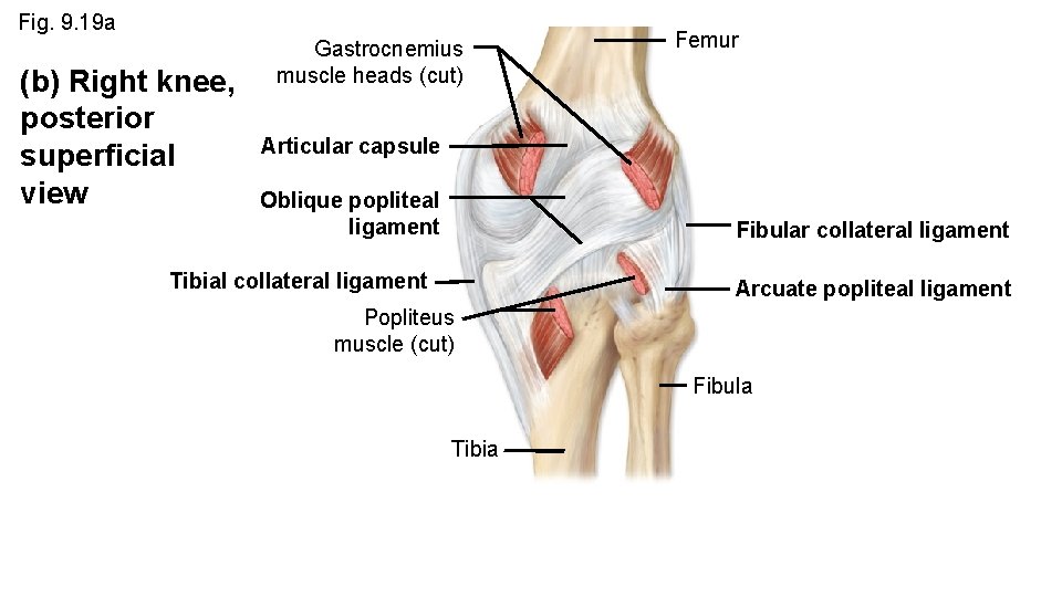Fig. 9. 19 a (b) Right knee, posterior superficial view Gastrocnemius muscle heads (cut)