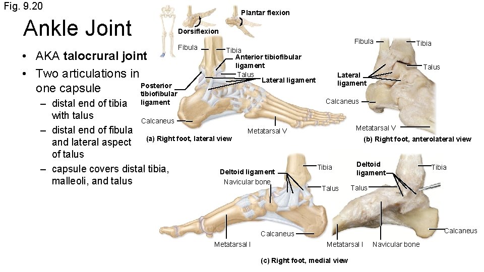 Fig. 9. 20 Ankle Joint • AKA talocrural joint • Two articulations in Posterior