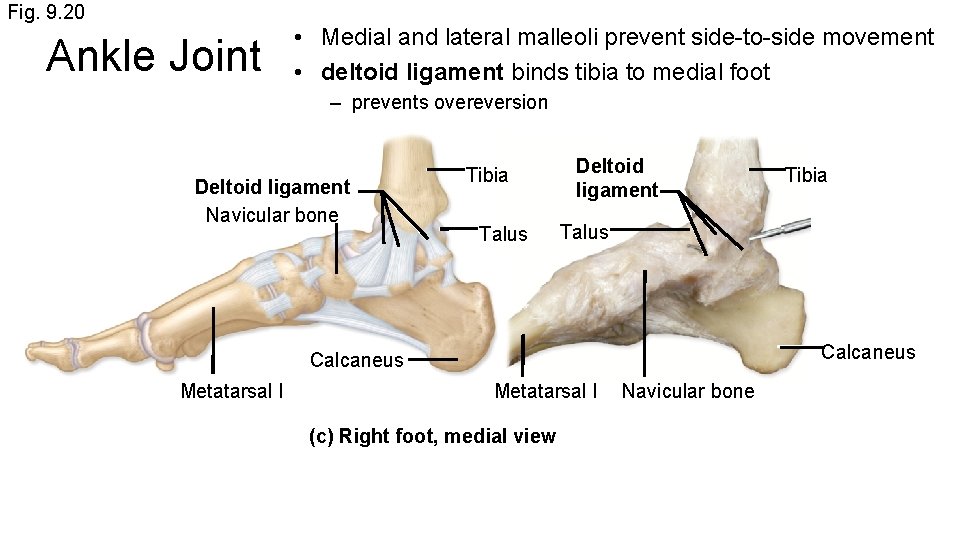 Fig. 9. 20 Ankle Joint • Medial and lateral malleoli prevent side-to-side movement •