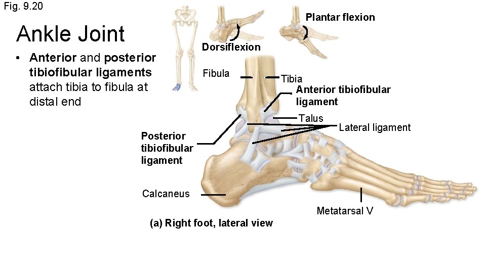 Fig. 9. 20 Plantar flexion Ankle Joint • Anterior and posterior tibiofibular ligaments attach