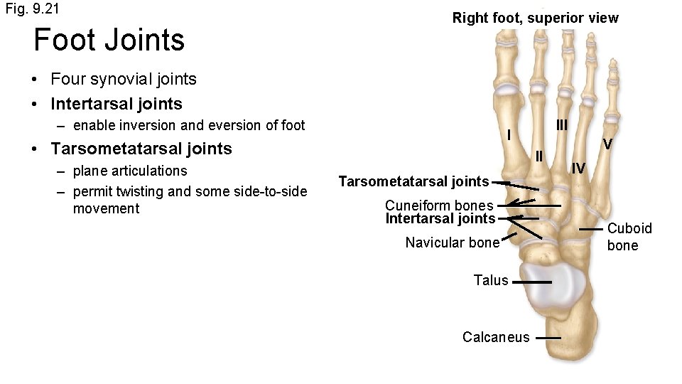 Fig. 9. 21 Foot Joints Right foot, superior view • Four synovial joints •