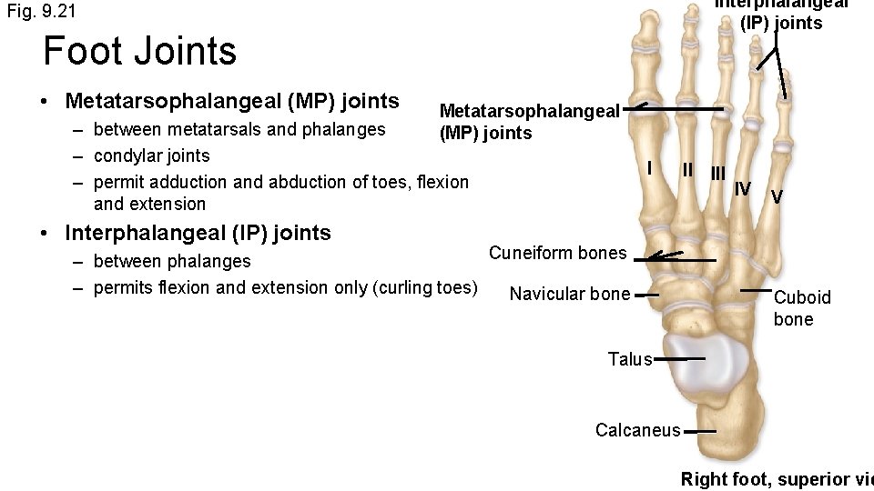 Interphalangeal (IP) joints Fig. 9. 21 Foot Joints • Metatarsophalangeal (MP) joints – between