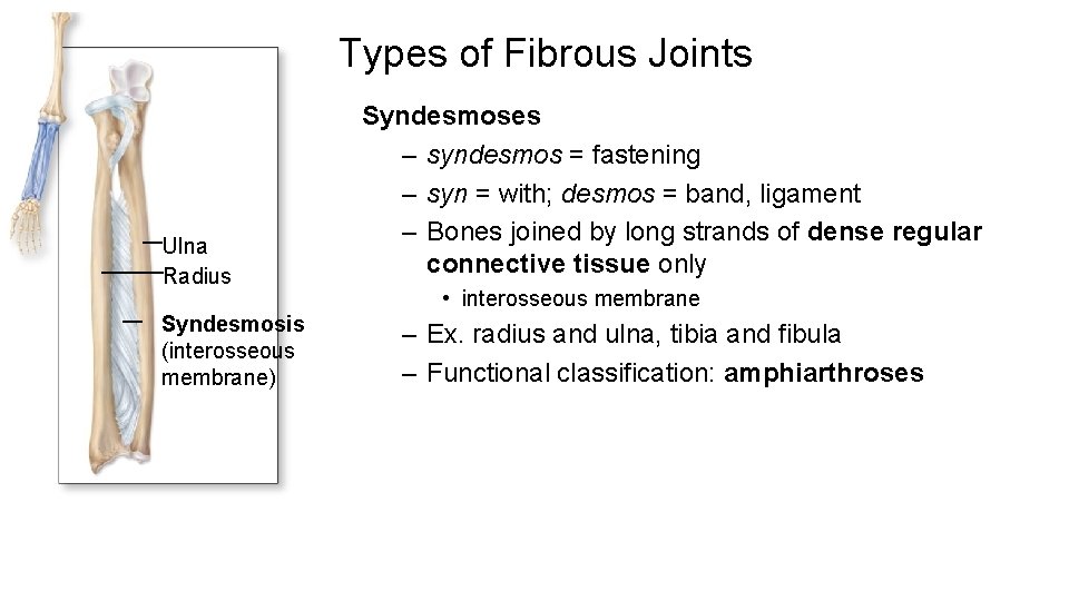 Types of Fibrous Joints Ulna Radius Syndesmosis (interosseous membrane) Syndesmoses – syndesmos = fastening