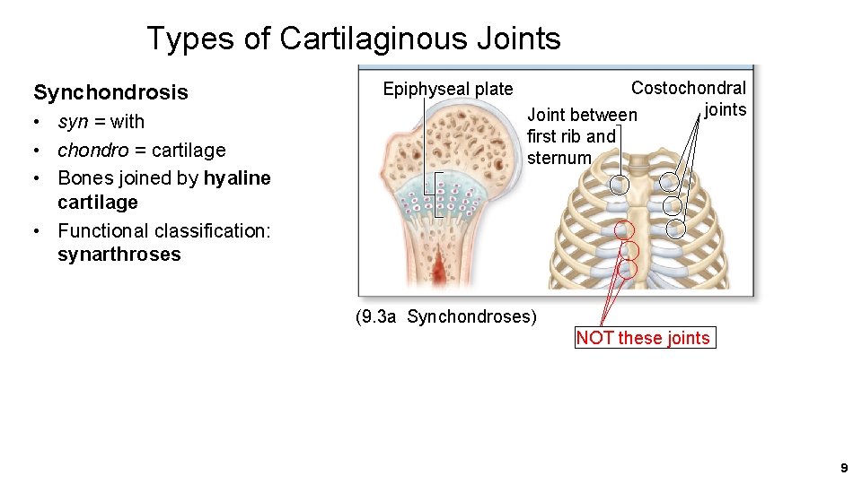 Types of Cartilaginous Joints Synchondrosis • syn = with • chondro = cartilage •