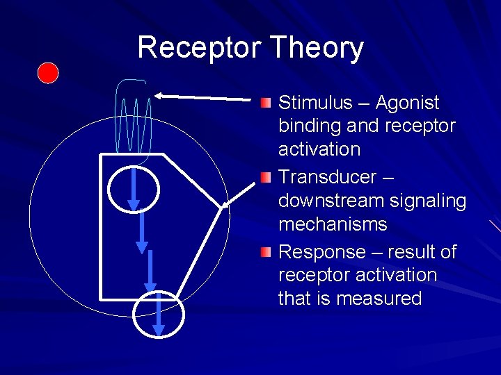 Receptor Theory Stimulus – Agonist binding and receptor activation Transducer – downstream signaling mechanisms
