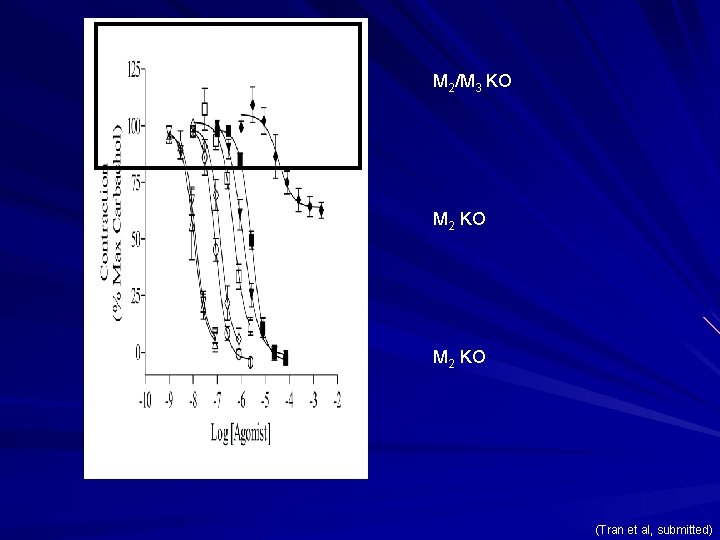 M 2/M 3 KO M 2 KO (Tran et al, submitted) 