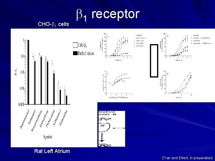 CHO-b 1 cells b 1 receptor Rat Left Atrium (Tran and Ehlert, in preparation)