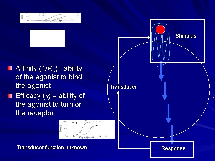 Stimulus Affinity (1/KX)– ability of the agonist to bind the agonist Efficacy (e) –