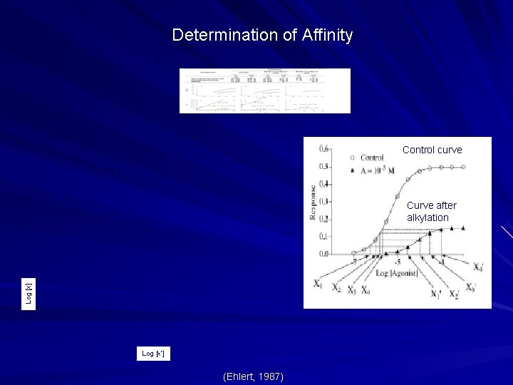 Determination of Affinity Control curve Log [x] Curve after alkylation Log [x’] (Ehlert, 1987)