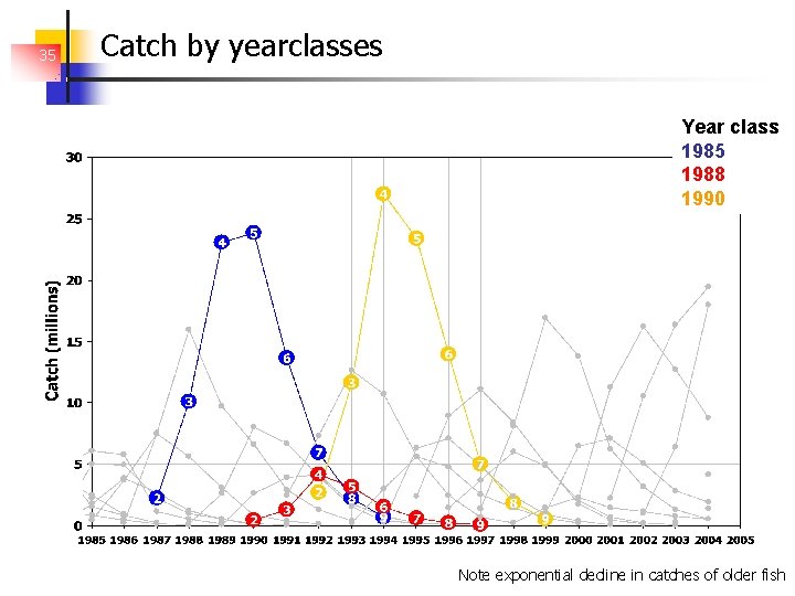 35 Catch by yearclasses Year class 1985 1988 1990 Note exponential decline in catches