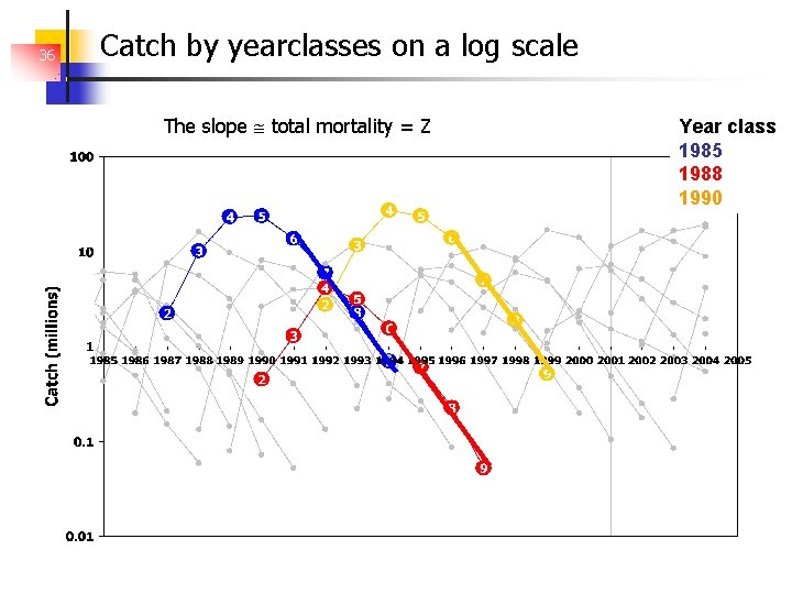 36 Catch by yearclasses on a log scale The slope total mortality = Z